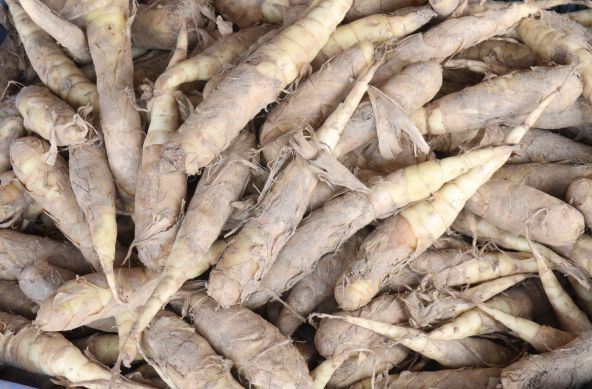 Arrowroot