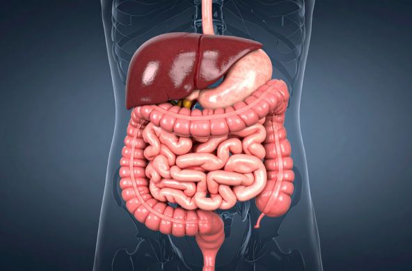 Gut health 2