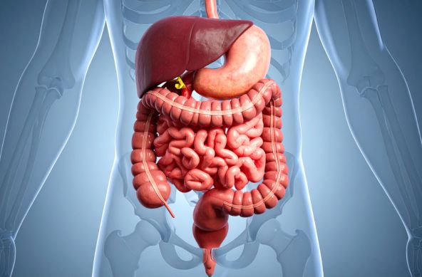 Gut health